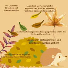 Fachberatung: Wohin mit dem Laub?