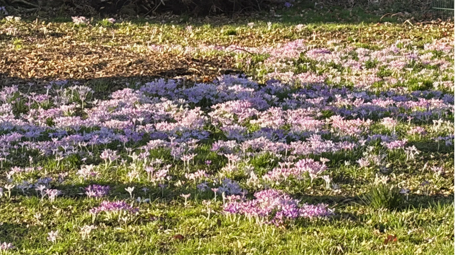 Krokusse auf der Kompostierung